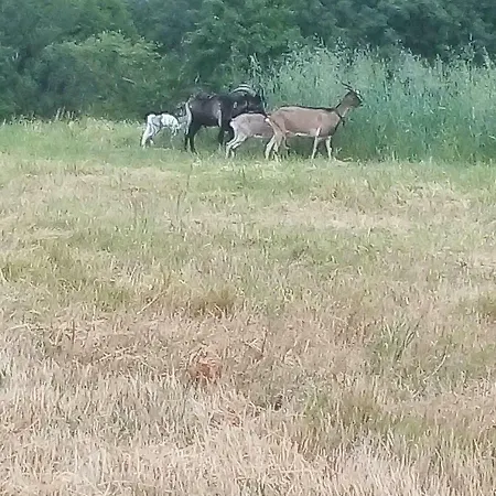 아파트 Ranczo Pod Klimoska